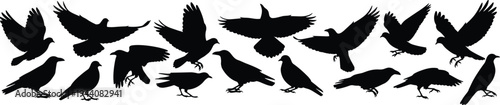 Crow and raven bird silhouettes collection, flying and standing black birds, wildlife animal shapes vector illustration isolated on white