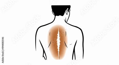 Illustration of a human spine with shaded highlighting