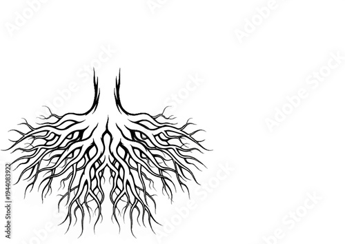Intricate black and white illustration of thick, interwoven tree roots spreading outwards