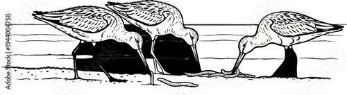 Three sandpipers forage for worms in the shallow water and sand