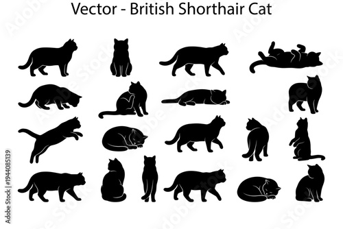 British Shorthair cat silhouettes. Vector collection of cat silhouettes in different poses. 
