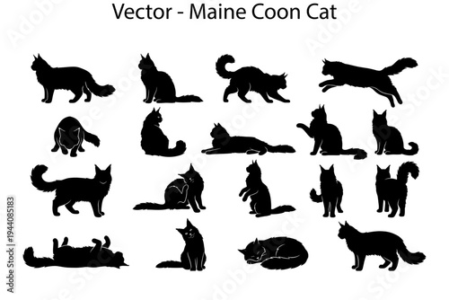 Maine Coon cat silhouettes. Vector collection of cat silhouettes in different poses. 
