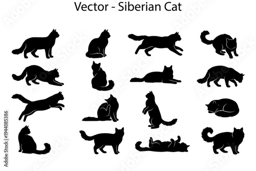 Siberian cat silhouettes. Vector collection of cat silhouettes in different poses. 