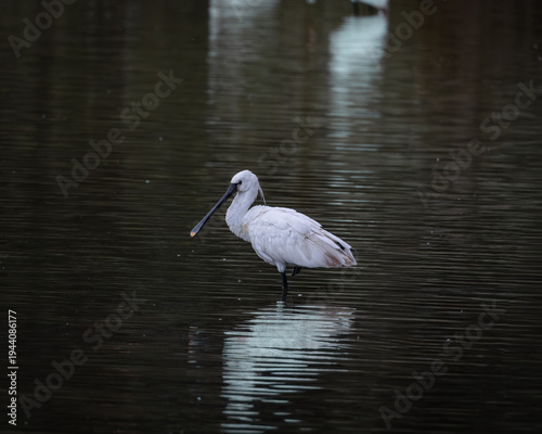 Foto Elegant Eurasian spoonbill standing in shallow calm water, captured in soft natural light with a clear reflection on the rippled surface