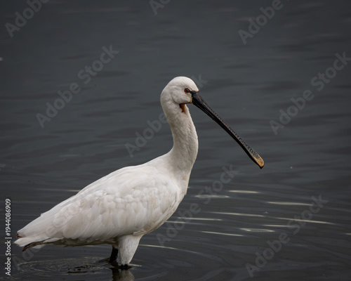 Konstfotografi Elegant Eurasian spoonbill standing in shallow calm water, captured in soft natural light with a clear reflection on the rippled surface
