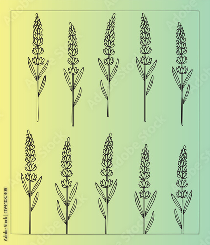 Handdrawn botanical wheat spikes and stalks illustration set