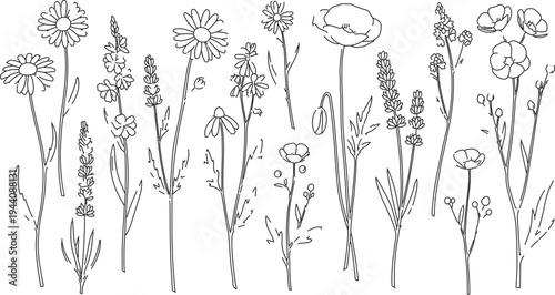  Hand-Drawn Wildflower and Herb Line Art Vector Illustrations, Black and White Botanical Sketch Collection for Nature-Themed Designs