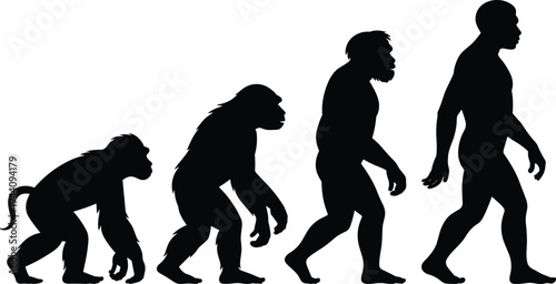 Human evolution silhouette sequence showing primate to modern human walking progression in minimalist black vector style, scientific anthropology concept illustration for education.
