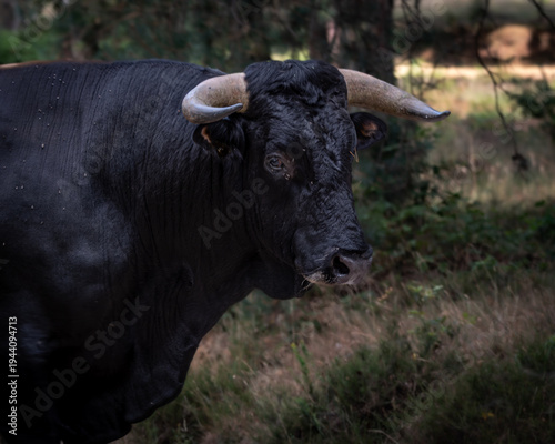 Powerful Heck cattle bull standing alert in a natural forest clearing, surrounded by trees and soft woodland light. The dark muscular body and impressive curved horns create a strong and authentic