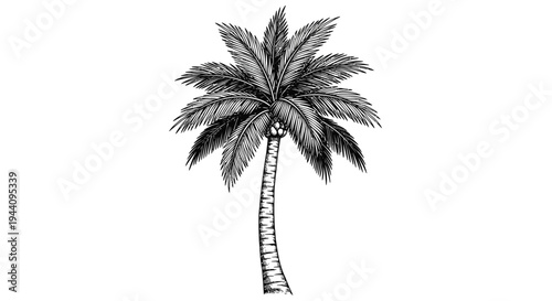 Detailed black and white vintage style vector graphic illustration of a tropical palm tree featuring a curved trunk and abundant fronds isolated on a white background for design projects