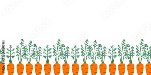 Row of orange carrots with green leafy tops on white background