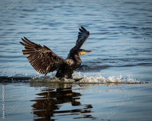 Wild great cormorant swimming calmly on open water, captured in warm golden hour light with soft blue ripples surrounding the bird. The dark plumage contrasts with the bright yellow throat patch and