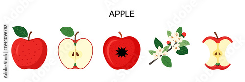 Different types of apples and apple tree branch with flowers and leaves