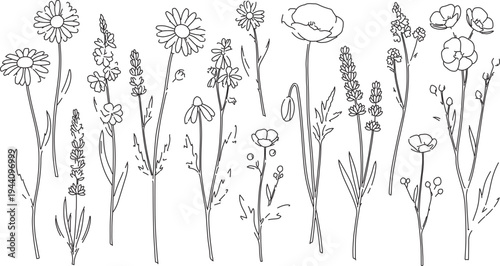  Hand-Drawn Wildflower and Herb Line Art Vector Illustrations, Black and White Botanical Sketch Collection for Nature-Inspired Designs