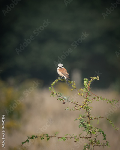 Red backed shrike resting on a leafy branch with small red berries, set against a smooth green natural background. The subtle brown and grey plumage and distinctive facial mask stand out in soft