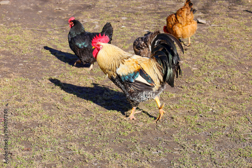 фотографія ​A majestic rooster with bright golden feathers and a red comb proudly walks across a rural yard on a sunny day