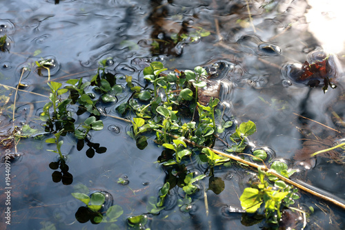 Bild auf Leinwand Fresh green aquatic vegetation breaks through the dark mirror-like surface of a slowly flowing forest stream