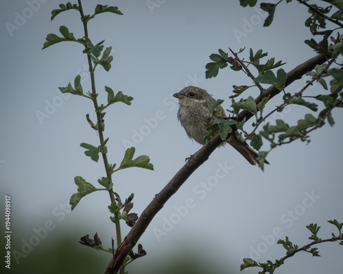 Red backed shrike resting on a leafy branch with small red berries, set against a smooth green natural background. The subtle brown and grey plumage and distinctive facial mask stand out in soft