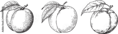 detailed black and white outline drawing of a sweet ripe peach, ideal for summer fruit and juice illustrations