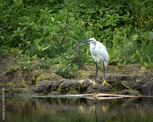 Elegant little egret standing on a moss covered riverbank surrounded by lush green vegetation, reflected softly in the calm water surface. The bright white plumage contrasts beautifully with the deep