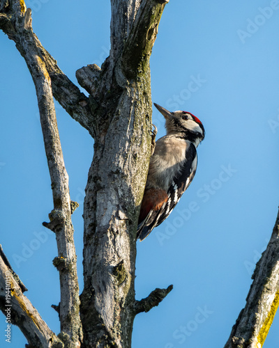 Wild great spotted woodpecker perched vertically on a textured tree trunk, captured against a clear blue sky in natural daylight. The detailed plumage with black and white pattern and distinctive red