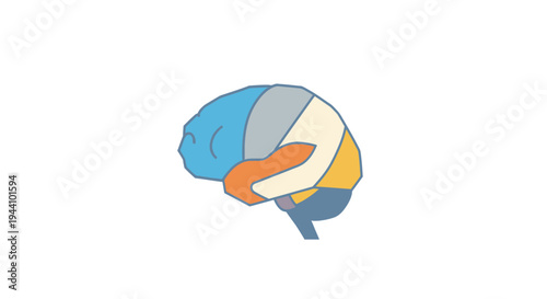 Colorful Brain Sections Anatomy Illustration.