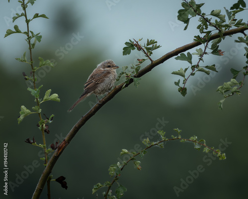 Red backed shrike resting on a leafy branch with small red berries, set against a smooth green natural background. The subtle brown and grey plumage and distinctive facial mask stand out in soft