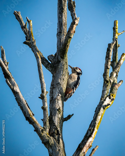 Wild great spotted woodpecker perched vertically on a textured tree trunk, captured against a clear blue sky in natural daylight. The detailed plumage with black and white pattern and distinctive red