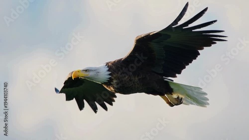 Bald eagle soaring gracefully in clear sky with outstretched wings and sharp talons