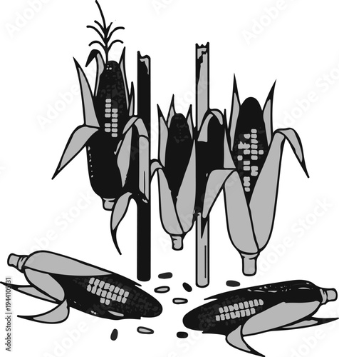 A stylized illustration of ripening corn stalks with ears of corn and scattered kernels