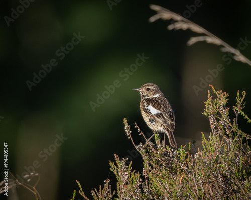 Male European Stonechat perched on a slender grass stem in open meadow landscape with soft warm background tones. The small songbird shows a distinctive black head, white neck patch and rich orange