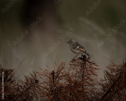 European stonechat perched on the top of a dry pine branch against a smooth softly blurred natural background. The small songbird displays detailed mottled plumage and an alert posture, creating a