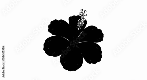 A striking black hibiscus flower with a white stamen and stigma against a white background