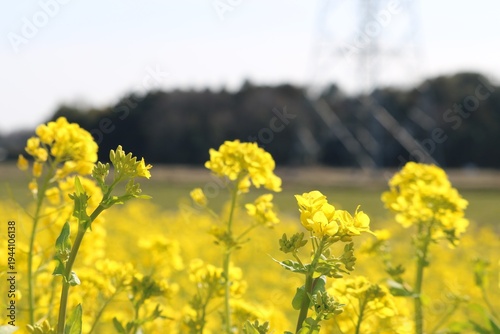 菜の花が咲くいなか　早春の風景
