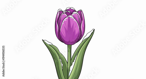 A single purple tulip with snow-kissed leaves against a white background