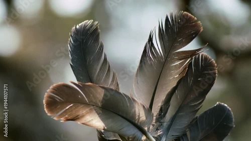 Closeup of feathers in natural light with soft blurred background