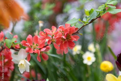 red apple tree branch