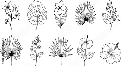 Botanical illustrations of various flowers and leaves