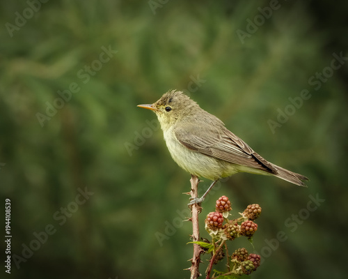 Common chiffchaff perched on a thorny blackberry branch with ripening berries against a smooth green natural background. The small songbird shows soft olive brown plumage and a fine pointed bill