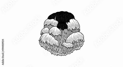 A detailed black and white illustration of a peculiar mushroom with a shaggy, cascading appearance