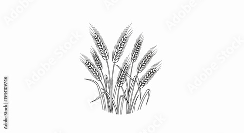 A detailed black and white drawing of several stalks of wheat