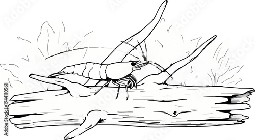 A delicate sketch of a shrimp resting on a piece of weathered wood