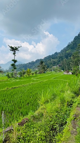 Rice terrace Bali