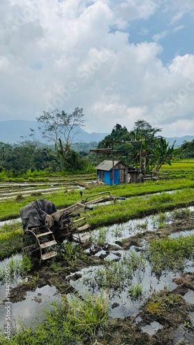 Rice terrace Bali