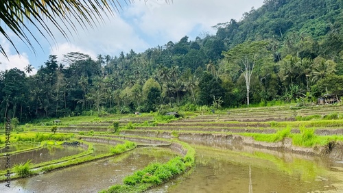 Rice terrace Bali