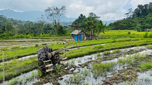 Rice terrace Bali
