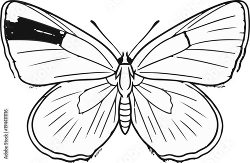 A detailed line drawing of a butterfly with symmetrical wings and intricate patterns