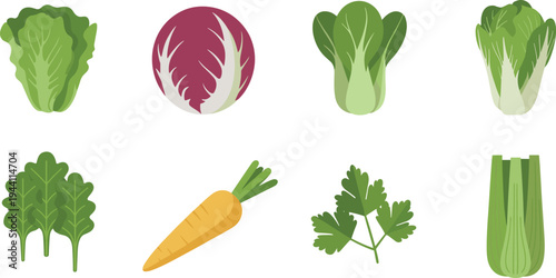 Fresh vegetable collection with lettuce radicchio bok choy napa cabbage spinach carrot parsley and celery healthy organic food illustration