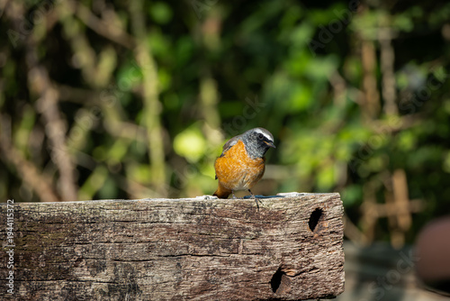 Vibrant common redstart perched on a rustic wooden post, captured in bright natural daylight with a soft green background. The striking orange chest contrasts with the grey head and subtle plumage