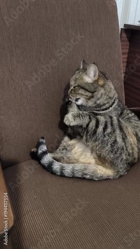 A wildcat washes itself while sitting on a chair